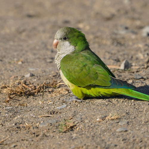 Άμμοι Υγιεινής