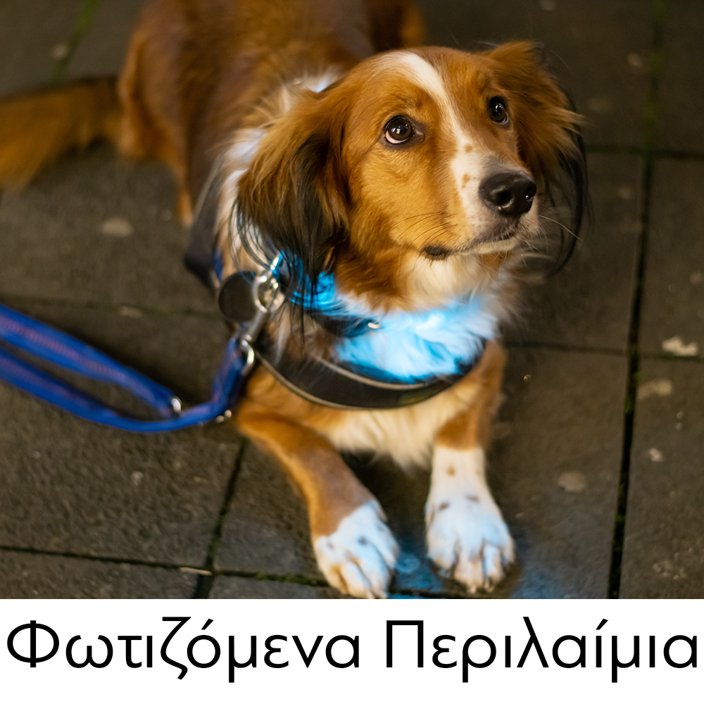 GLEE Φωτιζόμενα Περιλαίμια