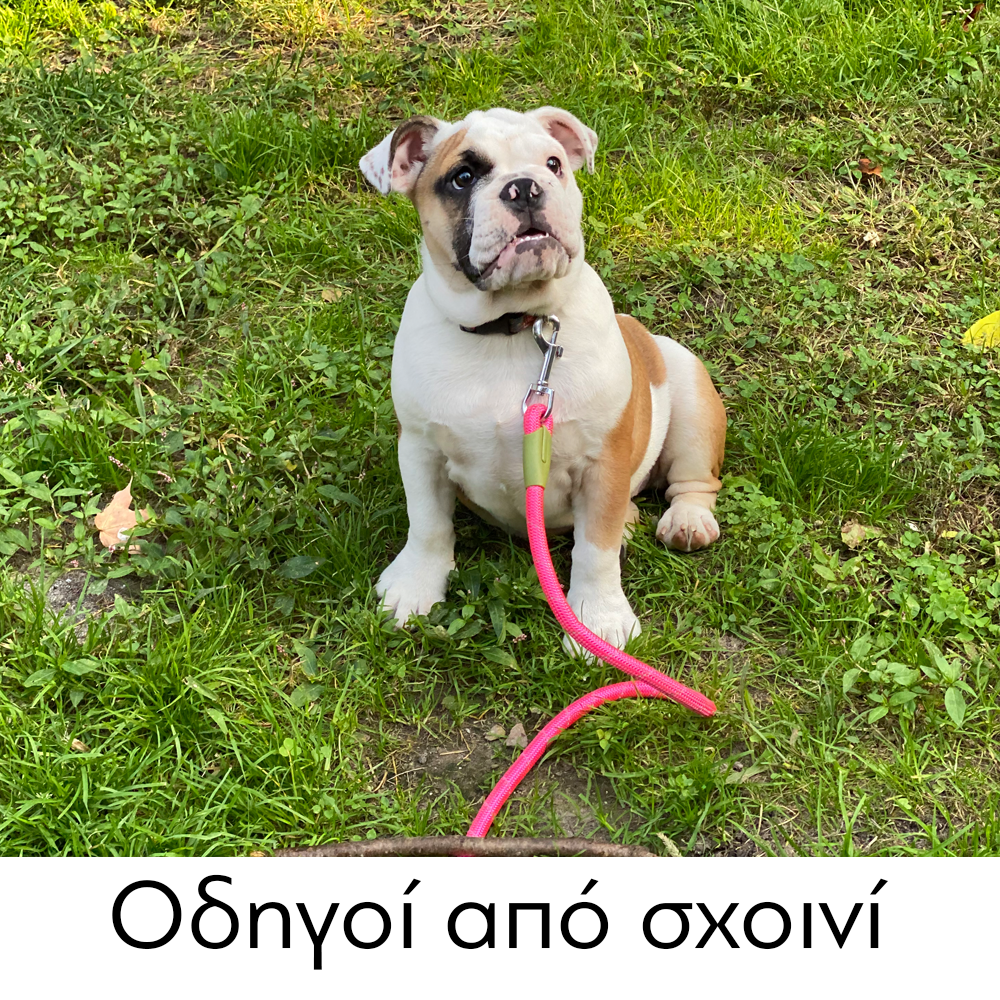 GLEE Οδηγοί από σχοινί