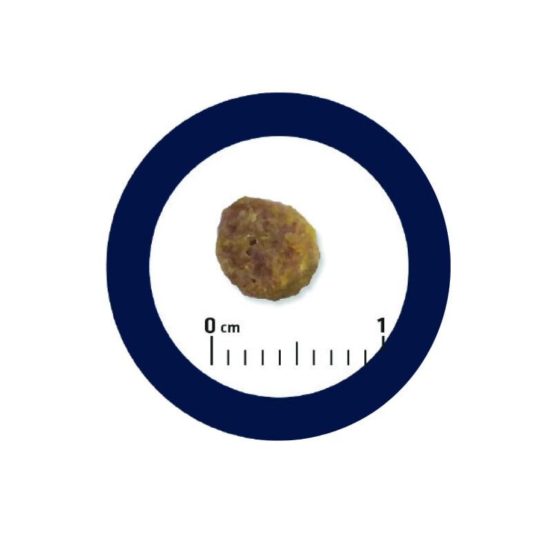 ADVANCE Puppy - Initial