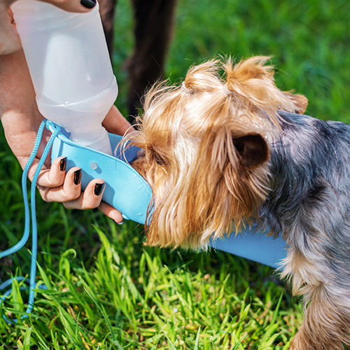 Αυτόματες Ταΐστρες - Ποτίστρες