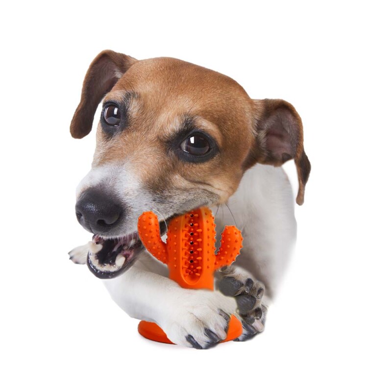 AFP Παιχνίδι Σκύλου οδοντικής φροντίδας Cactus Rubber M Πορτοκαλί